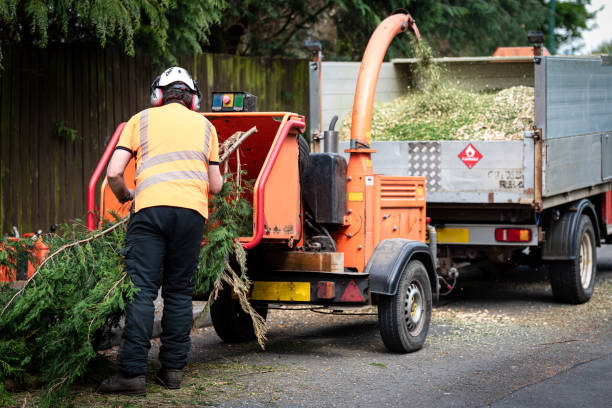 The Steps Involved in Our Tree Care Process in Huntington, WV